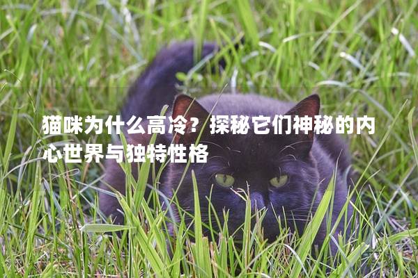 猫咪为什么高冷？探秘它们神秘的内心世界与独特性格