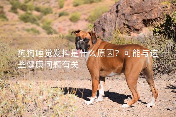 狗狗睡觉发抖是什么原因？可能与这些健康问题有关