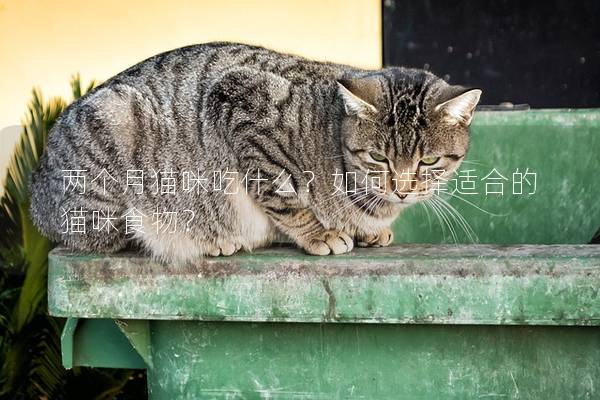 两个月猫咪吃什么？如何选择适合的猫咪食物？