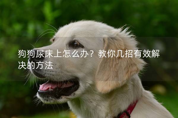 狗狗尿床上怎么办？教你几招有效解决的方法