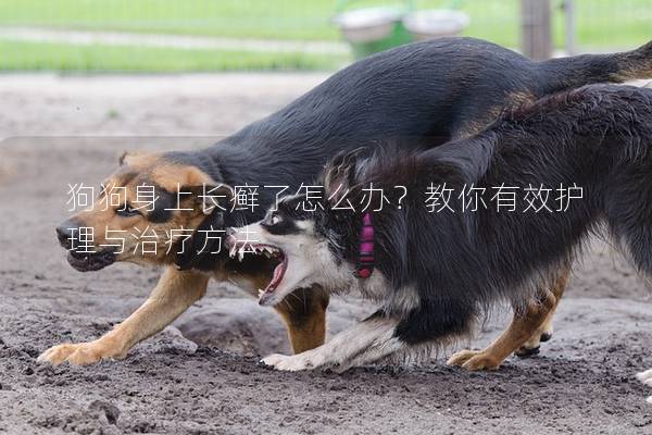 狗狗身上长癣了怎么办？教你有效护理与治疗方法