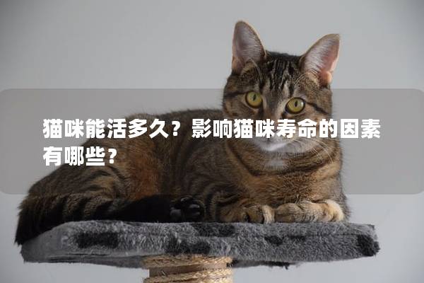 猫咪能活多久？影响猫咪寿命的因素有哪些？