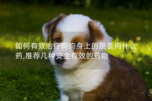 如何有效治疗狗狗身上的跳蚤用什么药,推荐几种安全有效的药物