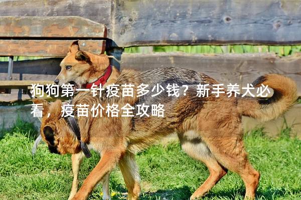 狗狗第一针疫苗多少钱？新手养犬必看，疫苗价格全攻略