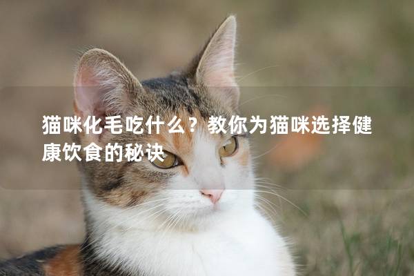 猫咪化毛吃什么？教你为猫咪选择健康饮食的秘诀