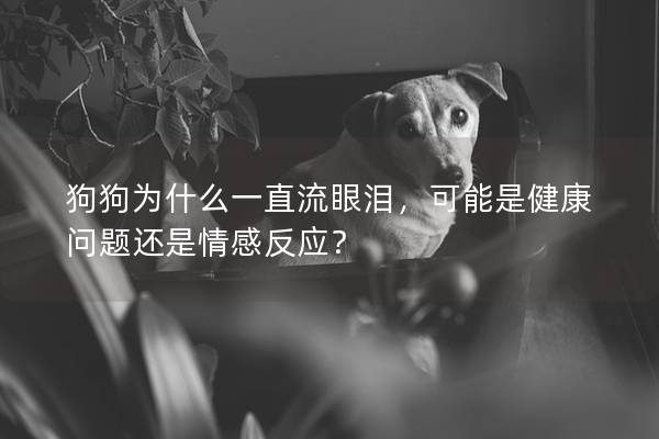 狗狗为什么一直流眼泪，可能是健康问题还是情感反应？
