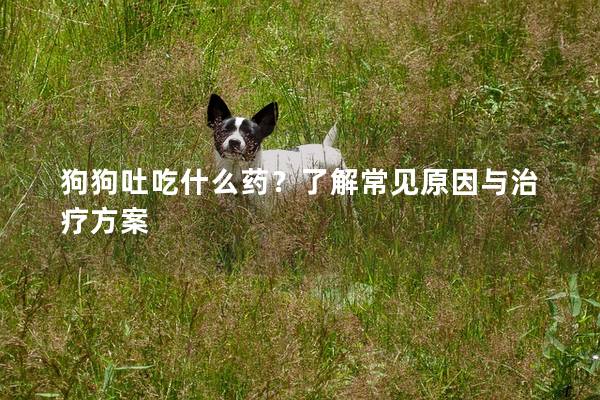 狗狗吐吃什么药？了解常见原因与治疗方案