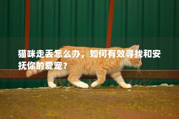 猫咪走丢怎么办，如何有效寻找和安抚你的爱宠？