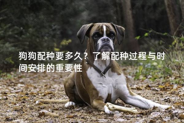 狗狗配种要多久？了解配种过程与时间安排的重要性