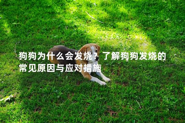 狗狗为什么会发烧？了解狗狗发烧的常见原因与应对措施
