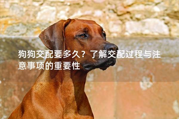 狗狗交配要多久？了解交配过程与注意事项的重要性