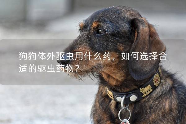 狗狗体外驱虫用什么药，如何选择合适的驱虫药物？