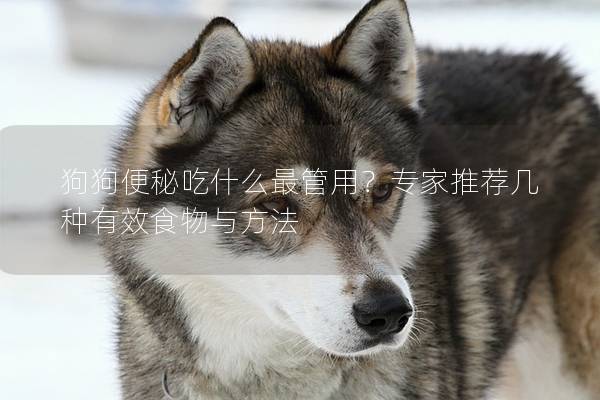 狗狗便秘吃什么最管用？专家推荐几种有效食物与方法