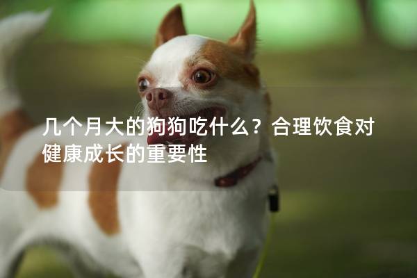 几个月大的狗狗吃什么？合理饮食对健康成长的重要性
