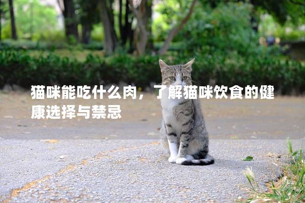 猫咪能吃什么肉，了解猫咪饮食的健康选择与禁忌