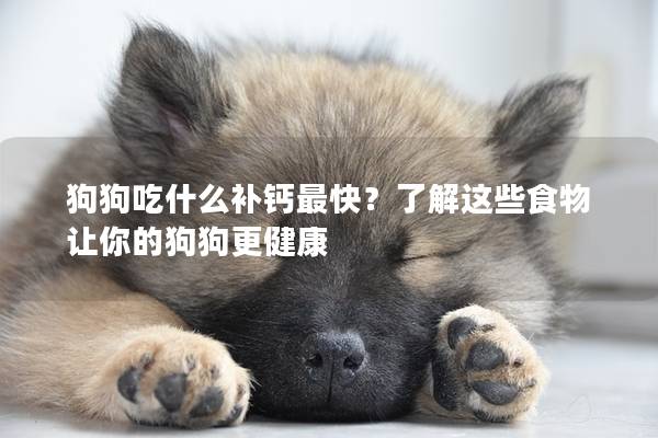 狗狗吃什么补钙最快？了解这些食物让你的狗狗更健康