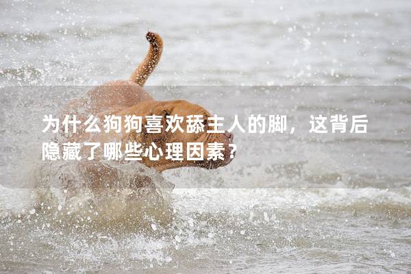 为什么狗狗喜欢舔主人的脚，这背后隐藏了哪些心理因素？