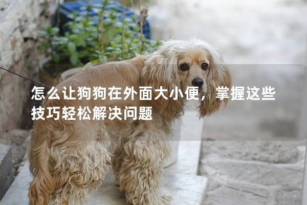 怎么让狗狗在外面大小便，掌握这些技巧轻松解决问题