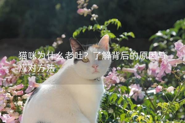 猫咪为什么老吐？了解背后的原因与应对方法