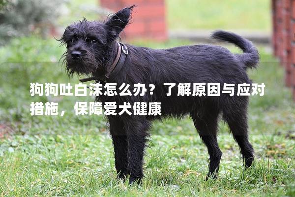 狗狗吐白沫怎么办？了解原因与应对措施，保障爱犬健康