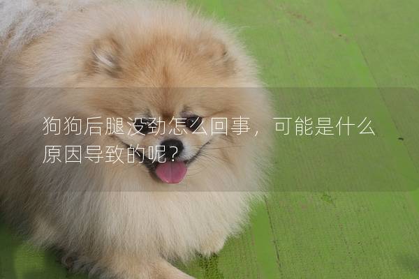 狗狗后腿没劲怎么回事，可能是什么原因导致的呢？