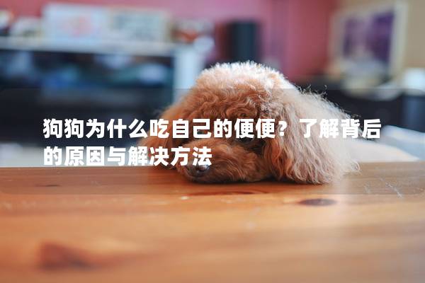 狗狗为什么吃自己的便便？了解背后的原因与解决方法