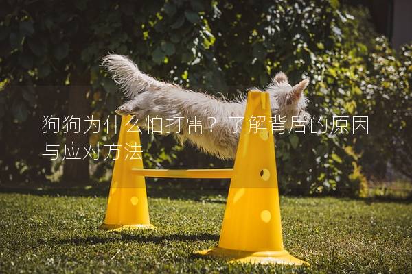 狗狗为什么怕打雷？了解背后的原因与应对方法