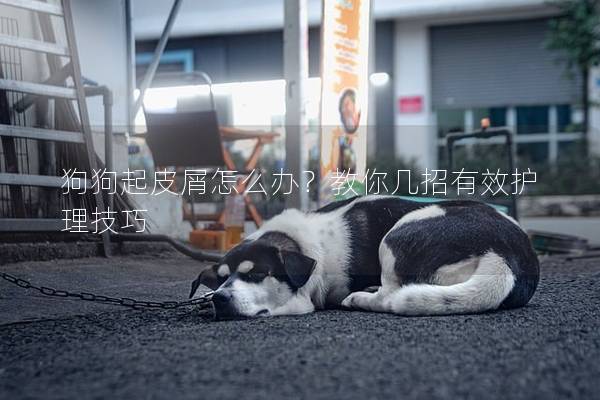 狗狗起皮屑怎么办？教你几招有效护理技巧