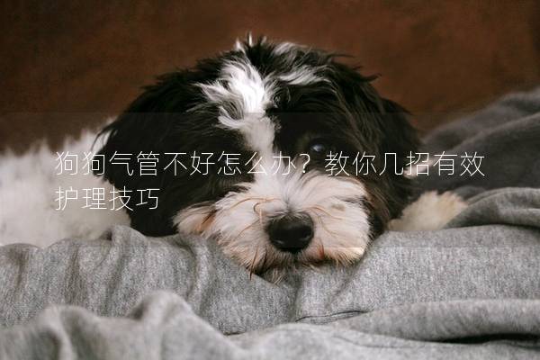 狗狗气管不好怎么办？教你几招有效护理技巧