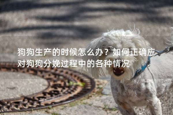 狗狗生产的时候怎么办？如何正确应对狗狗分娩过程中的各种情况