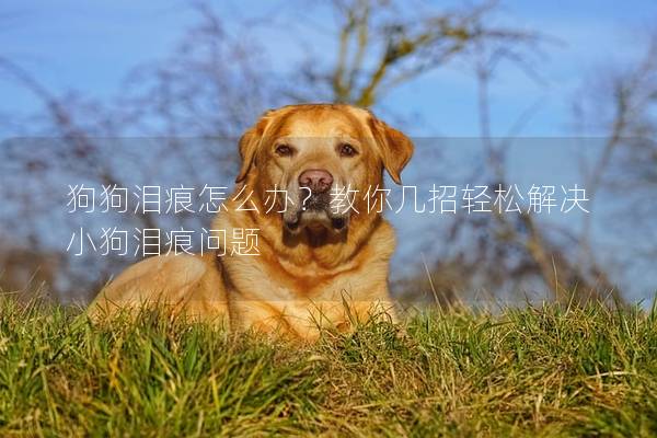 狗狗泪痕怎么办？教你几招轻松解决小狗泪痕问题