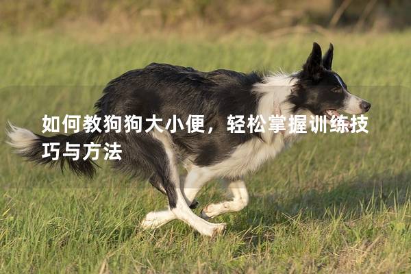 如何教狗狗大小便，轻松掌握训练技巧与方法
