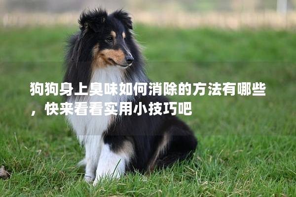 狗狗身上臭味如何消除的方法有哪些，快来看看实用小技巧吧