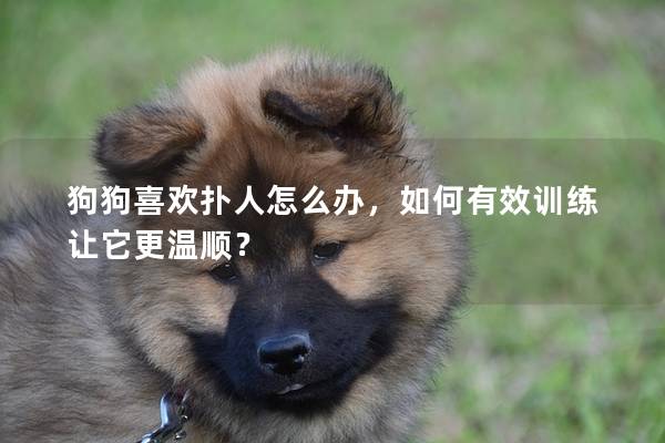 狗狗喜欢扑人怎么办，如何有效训练让它更温顺？