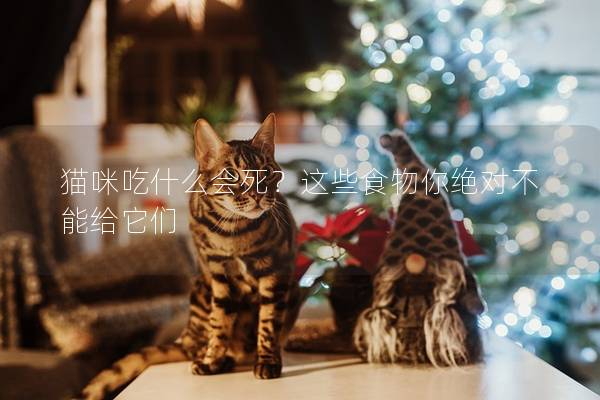猫咪吃什么会死？这些食物你绝对不能给它们