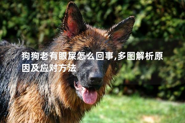狗狗老有眼屎怎么回事,多图解析原因及应对方法