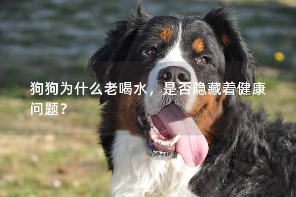 狗狗为什么老喝水，是否隐藏着健康问题？