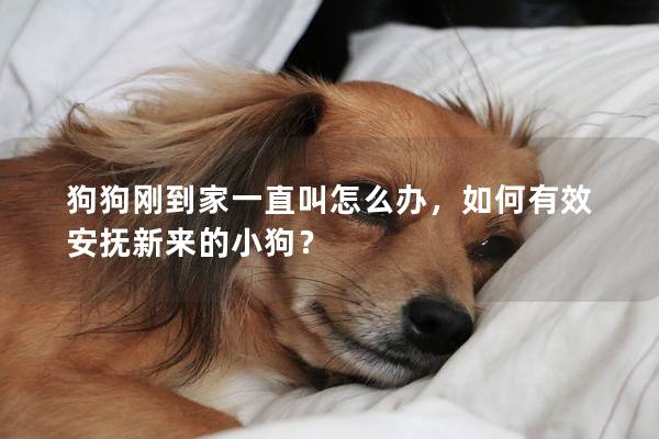 狗狗刚到家一直叫怎么办，如何有效安抚新来的小狗？