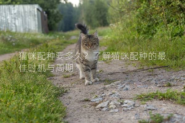 猫咪配种要多久？了解猫咪配种的最佳时机与周期