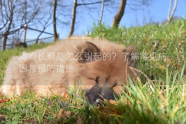 狗狗长癣是怎么引起的？了解常见病因与预防措施