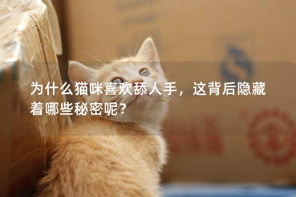 为什么猫咪喜欢舔人手，这背后隐藏着哪些秘密呢？