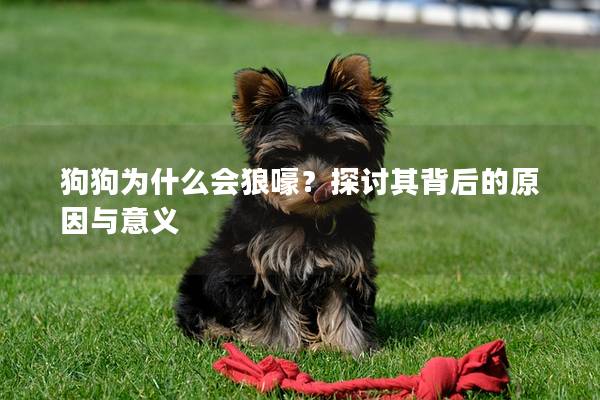 狗狗为什么会狼嚎？探讨其背后的原因与意义