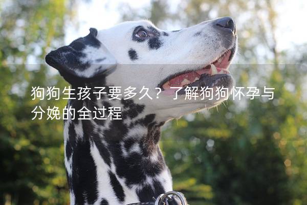 狗狗生孩子要多久？了解狗狗怀孕与分娩的全过程