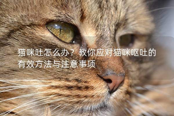猫咪吐怎么办？教你应对猫咪呕吐的有效方法与注意事项