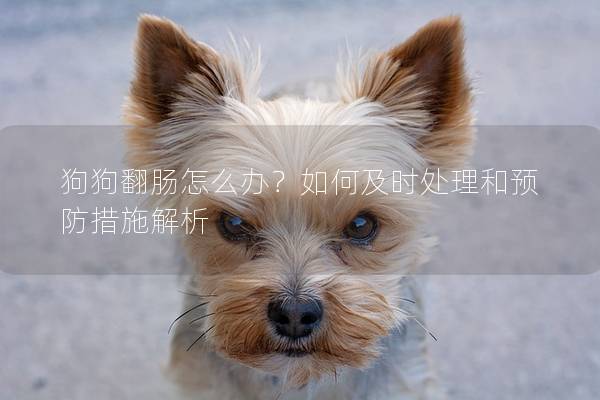 狗狗翻肠怎么办？如何及时处理和预防措施解析