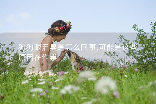 狗狗眼泪臭是怎么回事,可能是这些原因在作祟