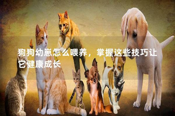 狗狗幼崽怎么喂养，掌握这些技巧让它健康成长