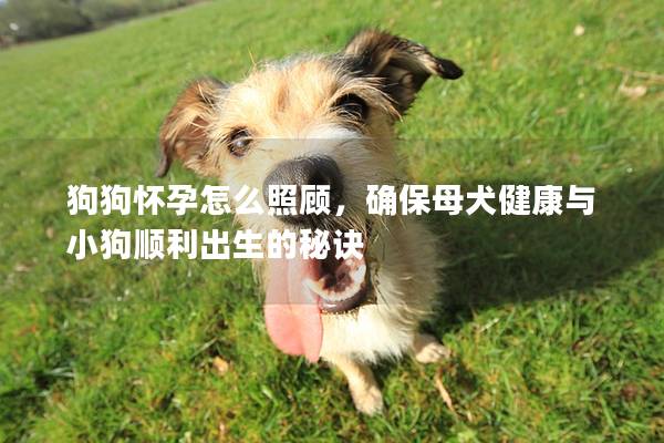 狗狗怀孕怎么照顾，确保母犬健康与小狗顺利出生的秘诀