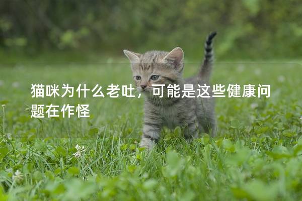 猫咪为什么老吐，可能是这些健康问题在作怪