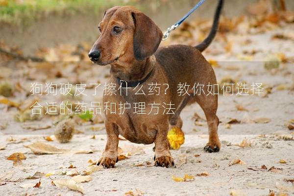 狗狗破皮了擦什么药？教你如何选择合适的药品和护理方法